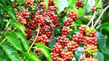 Giá cà phê 26/11: Thế giới tăng mạnh, nội địa bất ngờ lao dốc