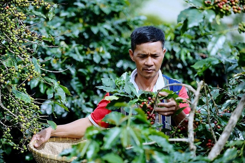 Nông dân Lâm Đồng trồng loại cà phê gì mà bán tới 300.000 đồng/kg, đạt chuẩn OCOP 3 sao? Nông dân Lâm Đồng trồng loại cà phê gì mà bán tới 300.000 đồng/kg, đạt chuẩn OCOP 3 sao?