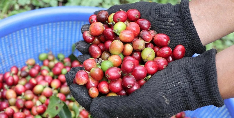 Nông dân Lâm Đồng trồng loại cà phê gì mà bán tới 300.000 đồng/kg, đạt chuẩn OCOP 3 sao? Nông dân Lâm Đồng trồng loại cà phê gì mà bán tới 300.000 đồng/kg, đạt chuẩn OCOP 3 sao?