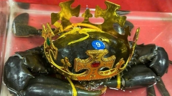 Loại cua vừa đăng quang "vua cua" Cà Mau đắt đỏ cỡ nào?