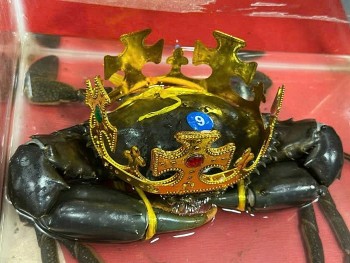 Loại cua vừa đăng quang 