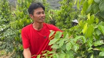 Xây dựng thương hiệu hồ tiêu sạch Lâm Đồng từ chuỗi liên kết