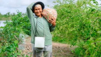 Mô hình trồng sơ ri mở hướng làm giàu bền vững