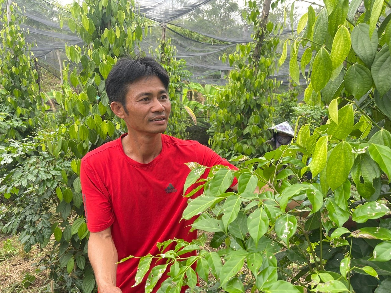 Theo ông Phạm Văn Thành ở xã Đắk Wil, tăng tỷ lệ phân chuồng, vườn tiêu giữ được độ ẩm, cây phát triển vượt trội so với cách trồng truyền thống Theo ông Phạm Văn Thành ở xã Đắk Wil, tăng tỷ lệ phân chuồng, vườn tiêu giữ được độ ẩm, cây phát triển vượt trội so với cách trồng truyền thống