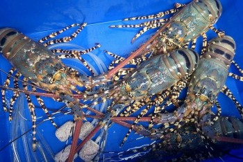 Tôm hùm Việt Nam viết nên lịch sử mới, lập kỷ lục xuất khẩu 712 triệu USD