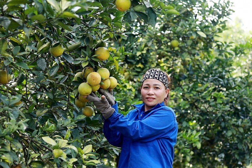 Trồng cam hữu cơ, hướng phát triển bền vững của nông dân Hà Tĩnh Trồng cam hữu cơ, hướng phát triển bền vững của nông dân Hà Tĩnh