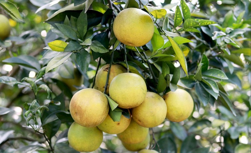 Trồng cam hữu cơ, hướng phát triển bền vững của nông dân Hà Tĩnh Trồng cam hữu cơ, hướng phát triển bền vững của nông dân Hà Tĩnh