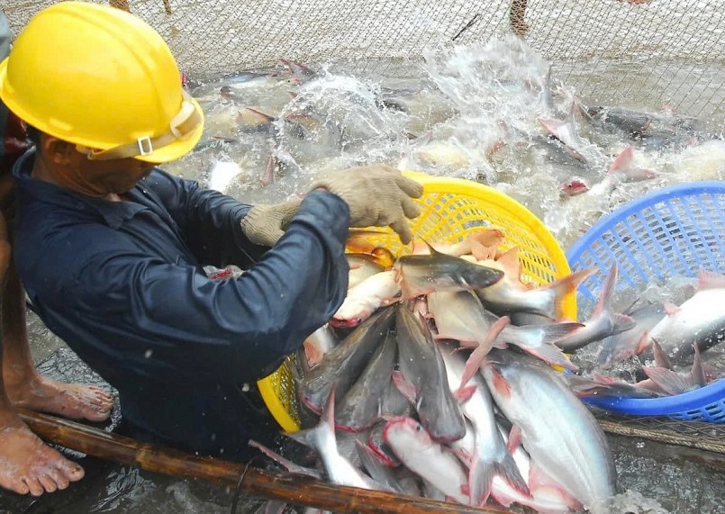 EU thiếu hụt cá thịt trắng: Cơ hội EU thiếu hụt cá thịt trắng: Cơ hội