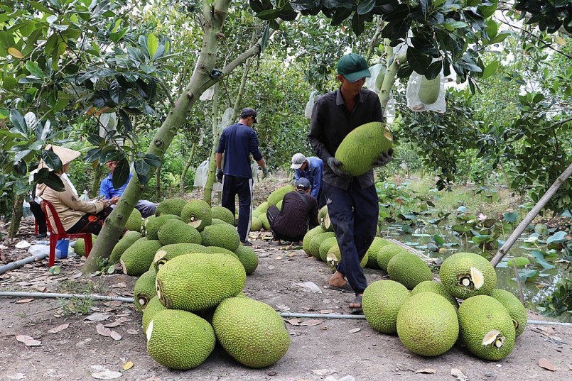 Việc mít tươi ký Nghị định thư xuất khẩu chính ngạch sang Trung Quốc giúp người trồng mít có đầu ra ổn định hơn. Việc mít tươi ký Nghị định thư xuất khẩu chính ngạch sang Trung Quốc giúp người trồng mít có đầu ra ổn định hơn.