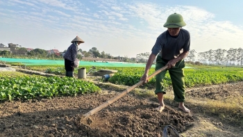 Đầu tư che chắn, gieo bầu giúp nông dân vụ đông sớm bội thu giữa mùa mưa ẩm