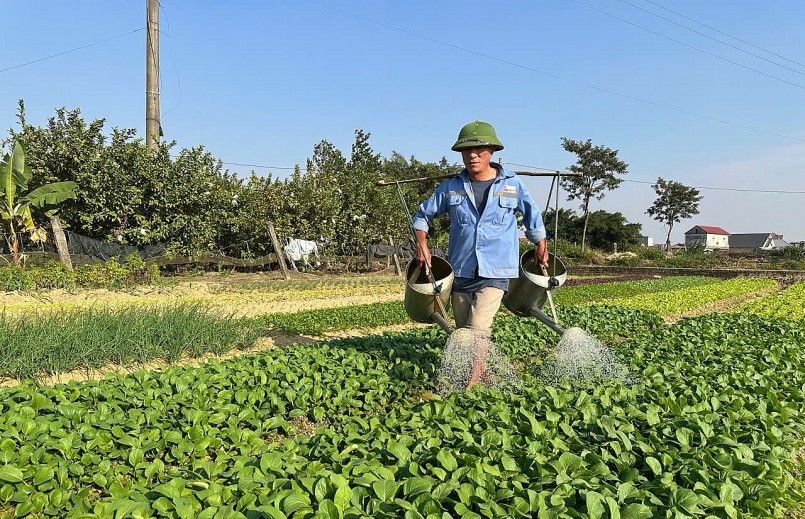 Thời tiết những ngày này nắng ấm trở lại giúp cây rau phát triển thuận lợi hơn. Thời tiết những ngày này nắng ấm trở lại giúp cây rau phát triển thuận lợi hơn.