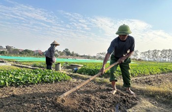 Đầu tư che chắn, gieo bầu giúp nông dân vụ đông sớm bội thu giữa mùa mưa ẩm