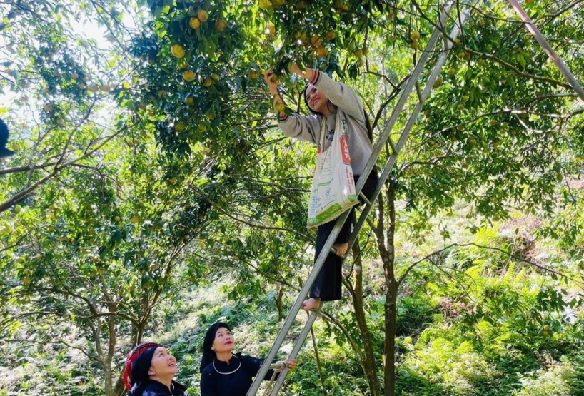 Năm nay, quýt được mùa, được giá, hứa hẹn một nguồn thu nhập khá cho bà con. Giá thu mua tại vườn đạt bình quân 8.000-12.000 đồng/kg. (Nguồn: TTXVN phát) Năm nay, quýt được mùa, được giá, hứa hẹn một nguồn thu nhập khá cho bà con. Giá thu mua tại vườn đạt bình quân 8.000-12.000 đồng/kg. (Nguồn: TTXVN phát)