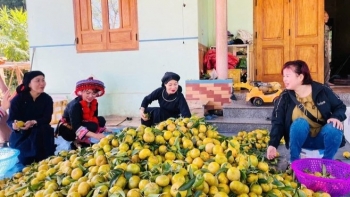 Thương hiệu quýt Bạch Thông khẳng định vị thế vùng cây đặc sản