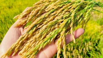 Xây dựng vùng nguyên liệu chuẩn – nền tảng nâng tầm thương hiệu gạo Việt