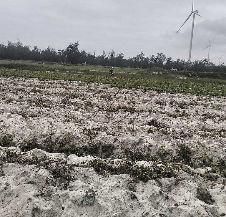 Vùng trồng nguyên liệu khoai lang mở rộng trên vùng cát trắng. Vùng trồng nguyên liệu khoai lang mở rộng trên vùng cát trắng.