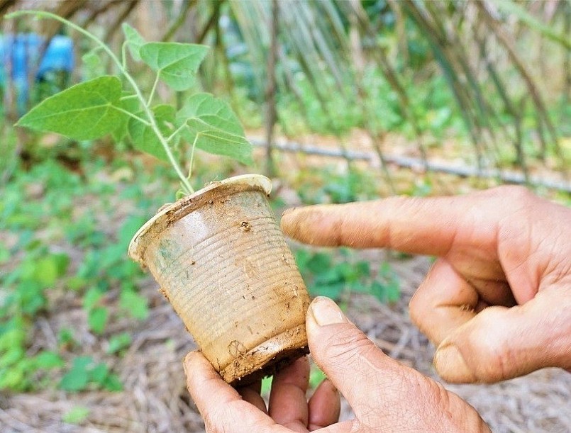 Cây con được chăm sóc kỹ trong chậu cho đến khi ra rễ thì mới được đem trồng ra hàng. Cây con được chăm sóc kỹ trong chậu cho đến khi ra rễ thì mới được đem trồng ra hàng.