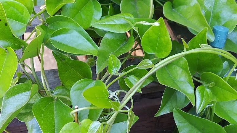 Sương sâm thuộc họ dây leo, thường mọc ở rừng núi, bờ rào. Sương sâm thuộc họ dây leo, thường mọc ở rừng núi, bờ rào.