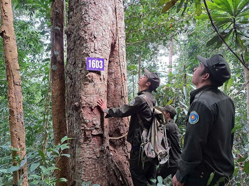 Công tác quản lý, bảo vệ và phát triển rừng được vào cuộc quyết liệt, giữ vững