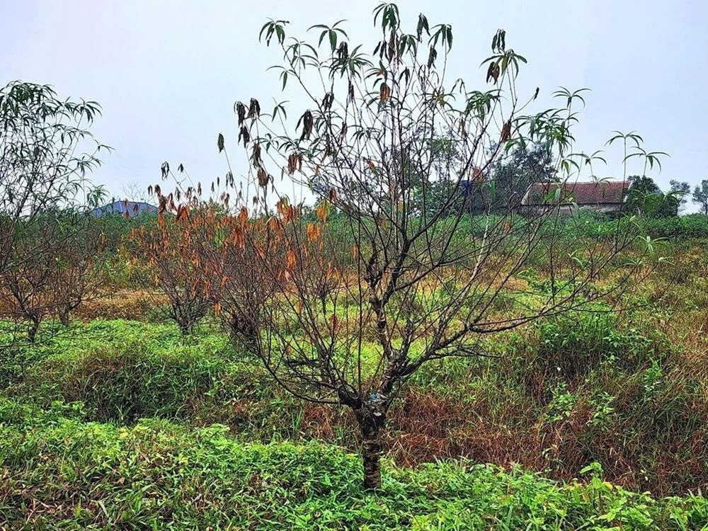 Bão và mưa lũ đã làm nhiều cây đào héo úa, chết dần ở xã Toàn Lưu