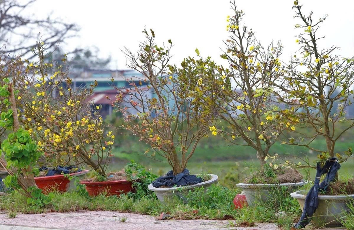 tại nhiều vườn mai ở Gia Lai, hàng loạt cây mai bất ngờ bung nở dù còn hơn hai tháng nữa mới đến Tết.