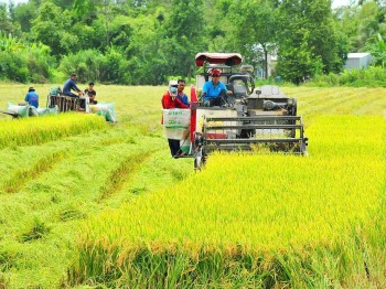 Gạo Việt xanh phát thải thấp: Vì sao thị trường "đỏ mắt" tìm?