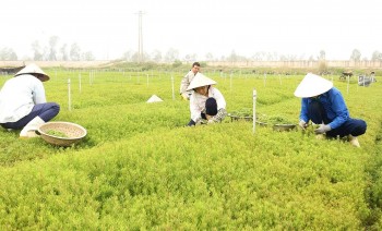 Từ rau dại ven đường đến đặc sản lạ: Trồng quanh năm, thu hoạch sau 3 tháng