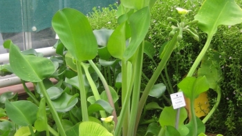 Loại rau mọc dại bỗng thành đặc sản 120.000 đồng/kg mùa nước nổi