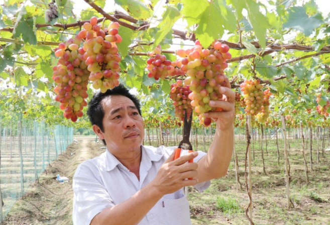 Cán bộ Viện Nghiên cứu Bông và Phát triển Nông nghiệp Nha Hố (phường Đô Vinh, tỉnh Khánh Hòa) kiểm tra vườn nho NH01-152 chuẩn bị cho thu hoạch. (Ảnh: Nguyễn Thành/TTXVN)