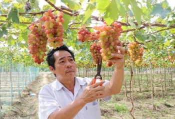 Bộ giống nho táo mới năng suất cao khẳng định bước tiến của nông nghiệp Khánh Hòa