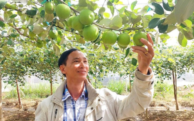 Giống táo TN01 được Viện Nghiên cứu Bông và Phát triển Nông nghiệp Nha Hố (phường Đô Vinh, tỉnh Khánh Hòa) nghiên cứu chọn tạo có khối lượng quả trung bình từ 80-100 gram, quả lớn có thể đạt tới 280 gram, độ ngọt brix trên 11%. (Ảnh: TTXVN phát)