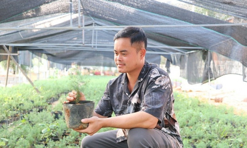 Anh Vũ Việt Nghĩa, thôn Mỏ Rọ, xã Vạn Linh kiểm tra chất lượng cây giống hoàng đàn Hữu Liên