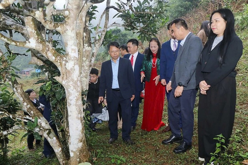 12 cây chè shan tuyết được công nhận là Cây Di sản Việt Nam 12 cây chè shan tuyết được công nhận là Cây Di sản Việt Nam