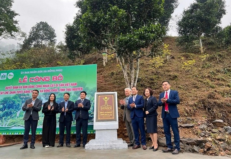 12 cây chè shan tuyết được công nhận là Cây Di sản Việt Nam 12 cây chè shan tuyết được công nhận là Cây Di sản Việt Nam