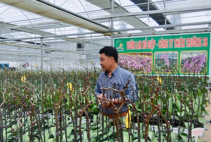 Vườn lan hồ điệp của Công ty Thiên Trường 36