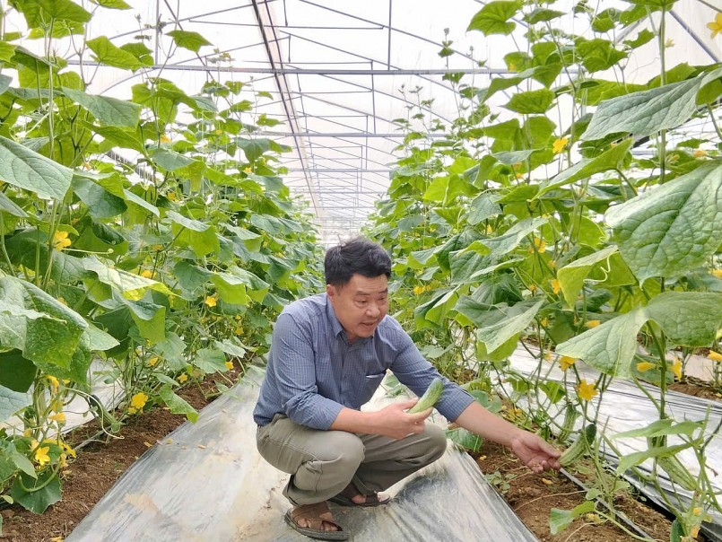 Ông Thiên chia sẻ về quá trình nuôi trồng giống dưa chuột baby