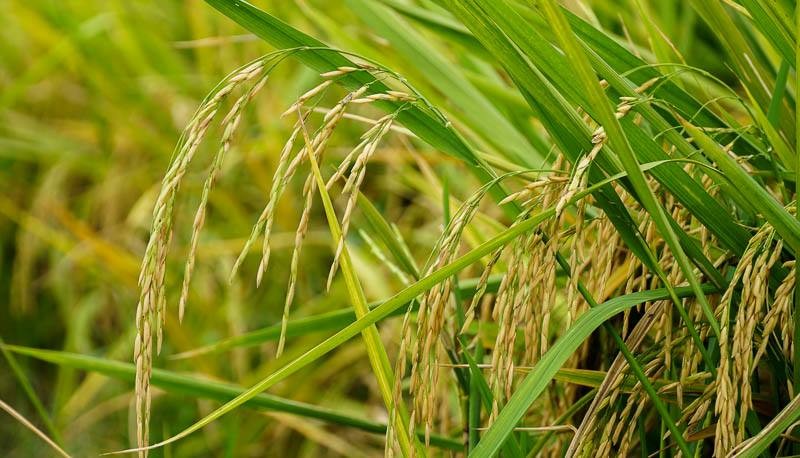 Từ nhiều năm qua, Sóc Trăng luôn xác định tập trung sản xuất các giống lúa chất lượng cao, lúa đặc sản, nhất là dòng lúa ST, trong đó có ST25, theo hướng an toàn, thân thiện với môi trường. 