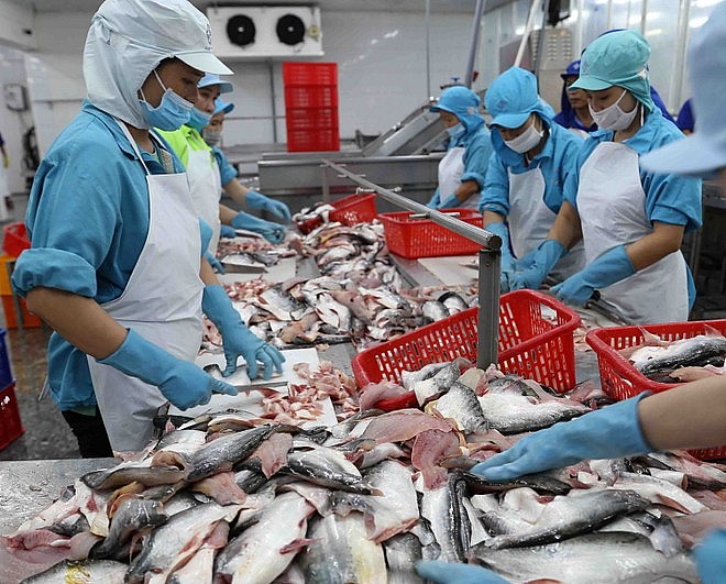 Từ ao nuôi tới bàn ăn quốc tế: Xuất khẩu cá tra Việt Nam vượt mốc 2 tỷ USD