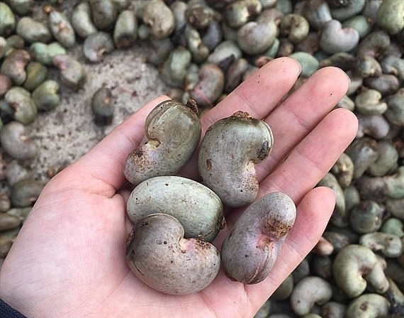 Sản phẩm OCOP: Tiềm năng của sản phẩm hạt điều Sản phẩm OCOP: Tiềm năng của sản phẩm hạt điều