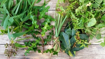 Xông hơi phòng và giải bệnh cảm cúm hữu hiệu