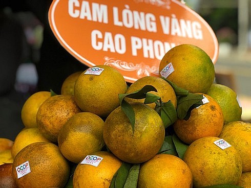Cam Cao Phong Hòa Bình Cam Cao Phong Hòa Bình