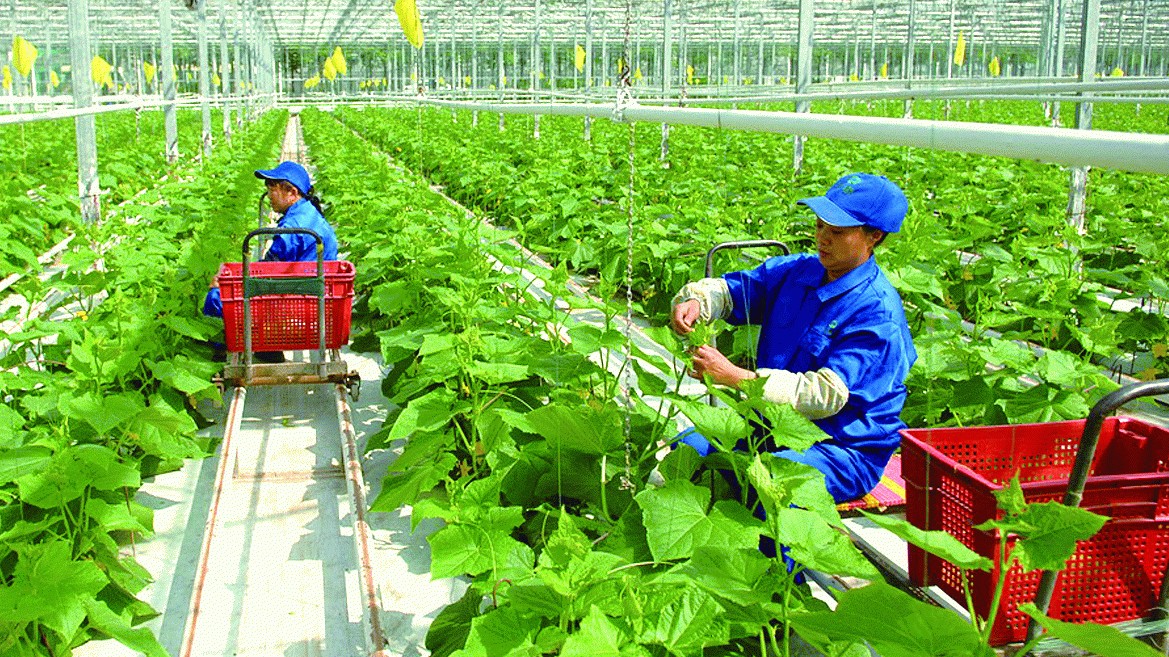 Chương trình OCOP hướng tới mục tiêu sản xuất xanh, bảo vệ môi trường