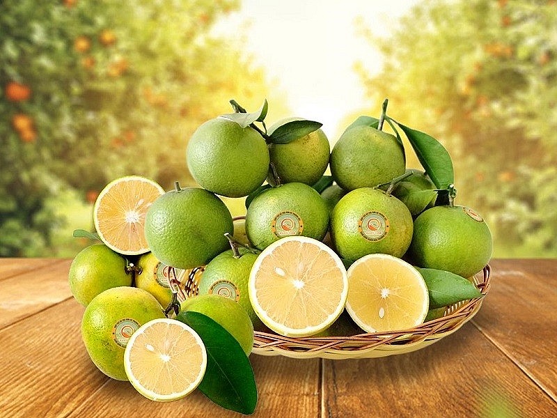 Cam giòn Xuân Hòa - sản phẩm OCOP 4 sao của huyện Can Lộc Cam giòn Xuân Hòa - sản phẩm OCOP 4 sao của huyện Can Lộc