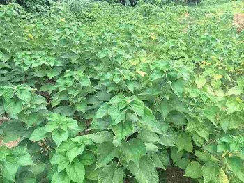 Thanh Hóa phát triển kinh tế từ cây gai xanh