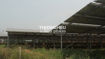 Dự án trồng cây dược liệu - Kỳ 2 (Hà Tĩnh): Chủ đầu tư khẳng định “đã chuyển đổi ngành nghề kinh doanh…làm năng lượng”