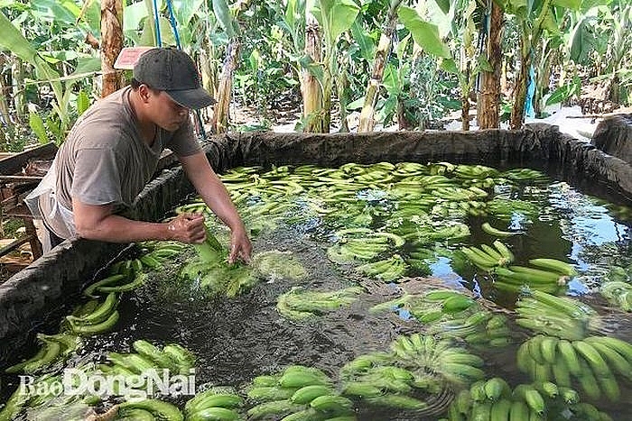 Chuối được ngâm, rứa nước trước khi phun chất bảo quản