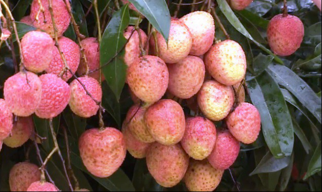 Lục Ngạn: Bác bỏ thông tin vải sớm giá 2.000 đồng/kg Lục Ngạn: Bác bỏ thông tin vải sớm giá 2.000 đồng/kg