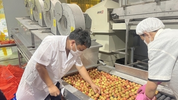 Hải Dương có thêm hai cơ sở xử lý quả vải xuất khẩu sang Nhật