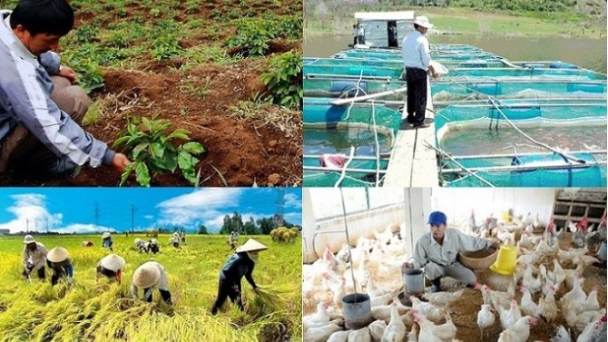 Mức hỗ trợ mới phí bảo hiểm nông nghiệp