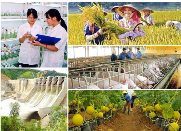 Mức hỗ trợ phí bảo hiểm nông nghiệp